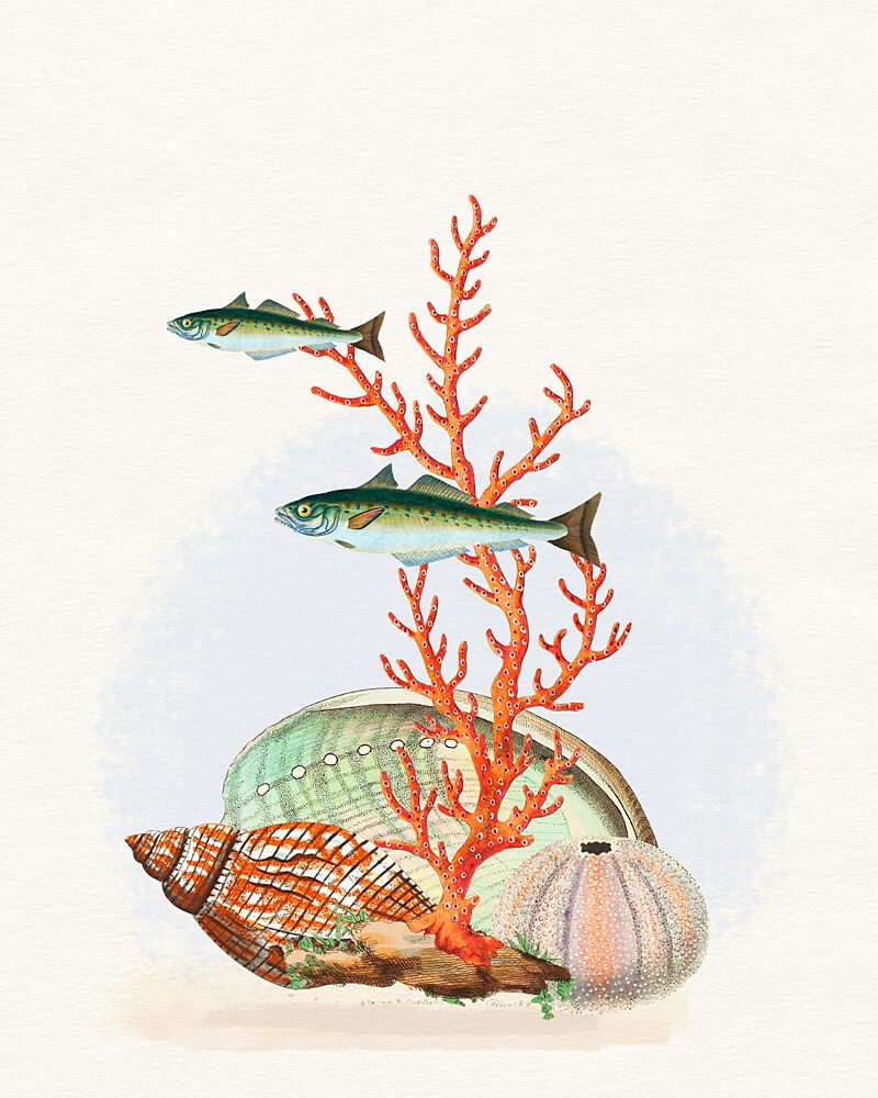 Marine Life Collection art print by Wild Violets for $57.95 CAD