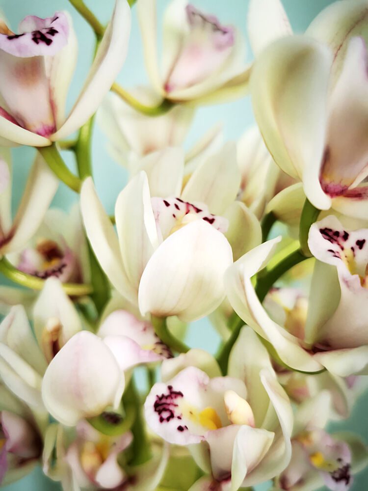 Elegant Orchid Blooms art print by Angelo Cerantola for $57.95 CAD
