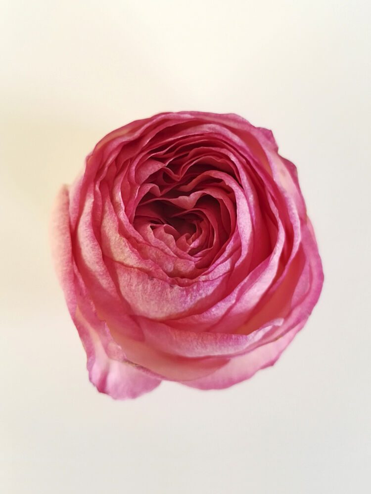 Pink Rose Bloom art print by Angelo Cerantola for $57.95 CAD
