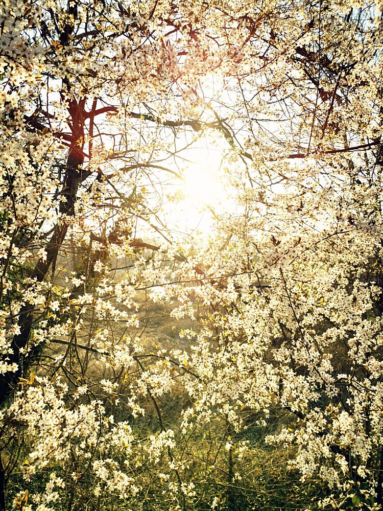 Radiant Spring Blossoms art print by Angelo Cerantola for $57.95 CAD