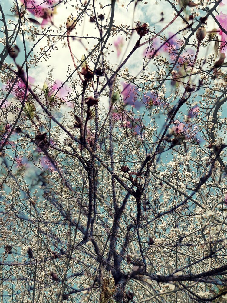 Pink White Spring Blossoms art print by Angelo Cerantola for $57.95 CAD