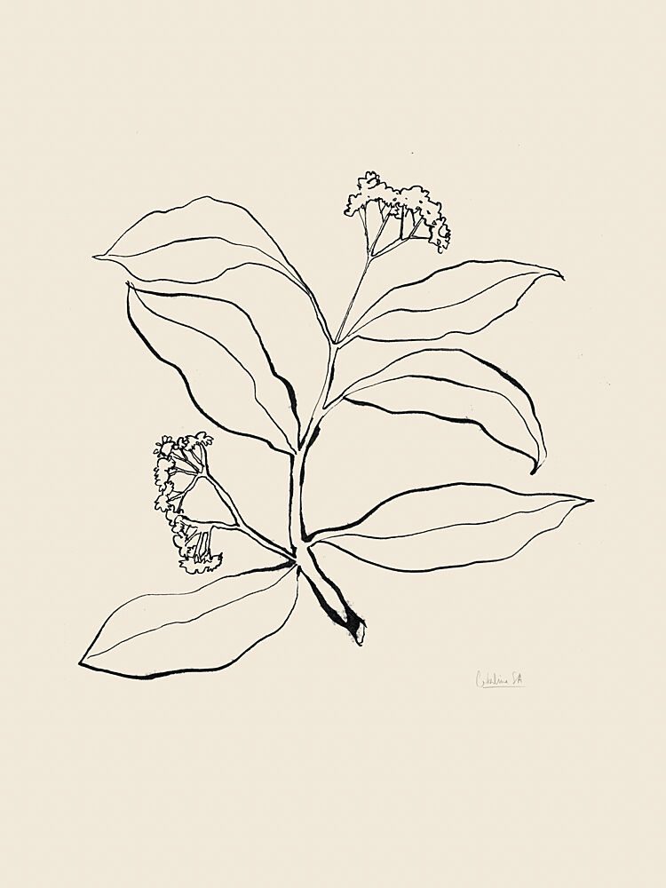 Botanical Line Drawing art print by Catalina Somolinos for $57.95 CAD
