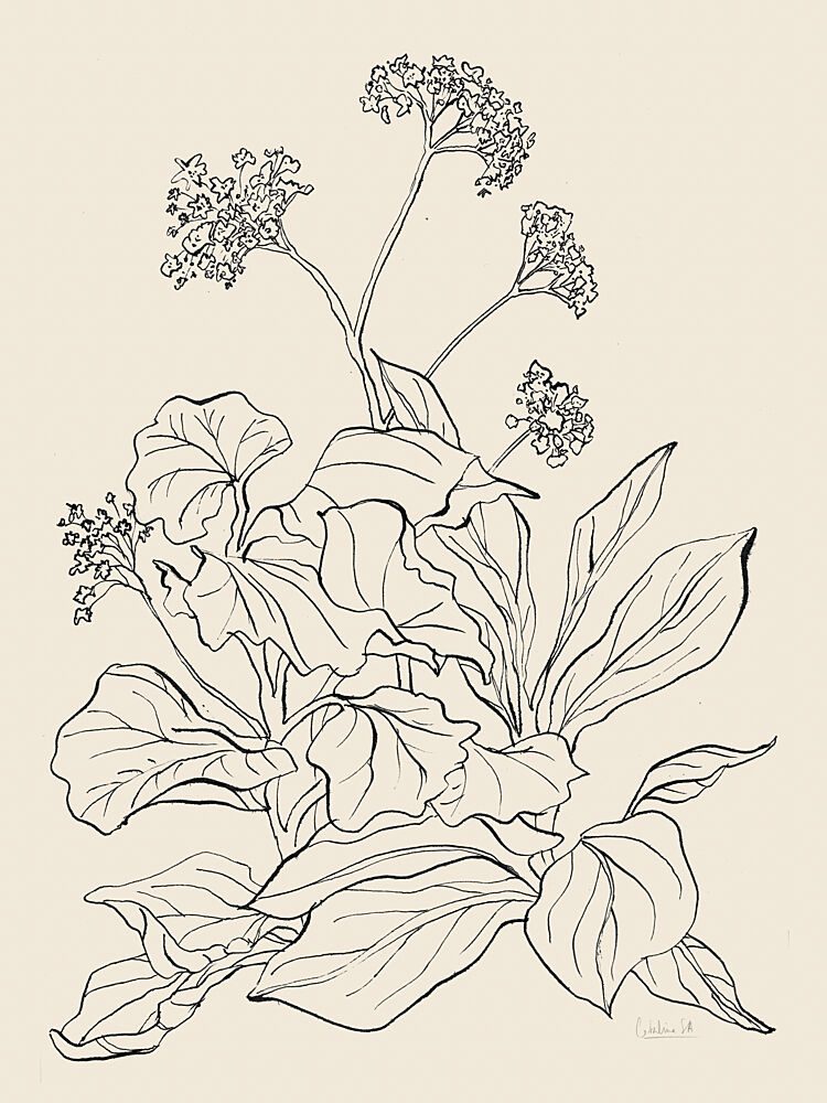 Elegant Botanical Drawing art print by Catalina Somolinos for $57.95 CAD