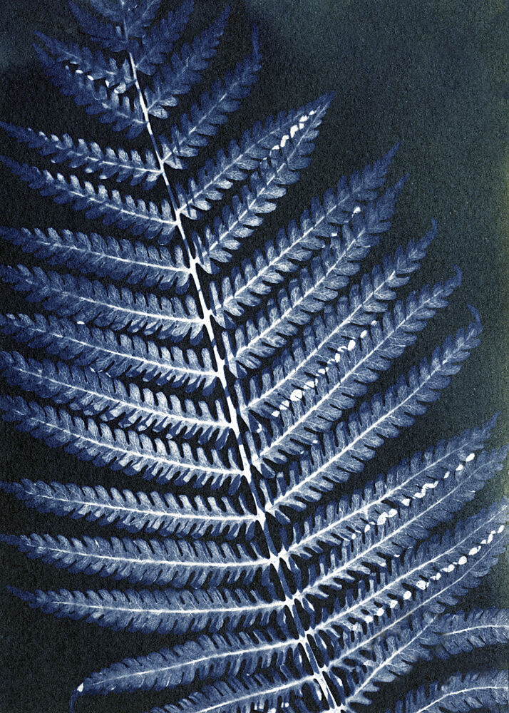 Delicate Blue Fern art print by Chickweeds Studio for $57.95 CAD