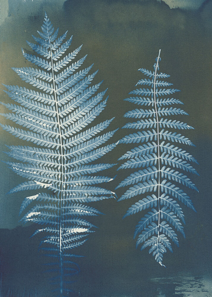 Deep Blue Ferns art print by Chickweeds Studio for $57.95 CAD