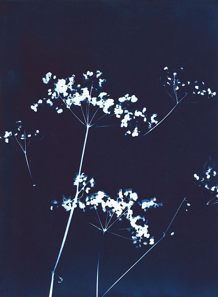 Delicate Blue Botanicals art print by Chickweeds Studio for $57.95 CAD