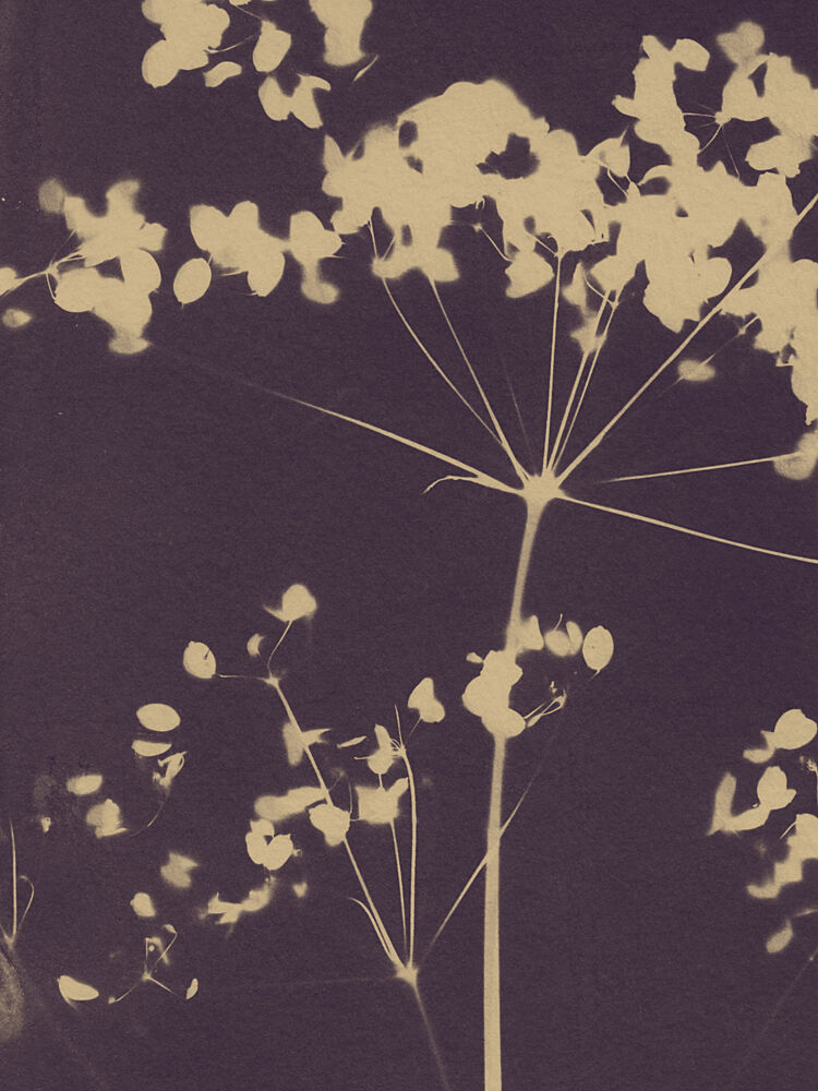 Ethereal Botanical Forms art print by Chickweeds Studio for $57.95 CAD