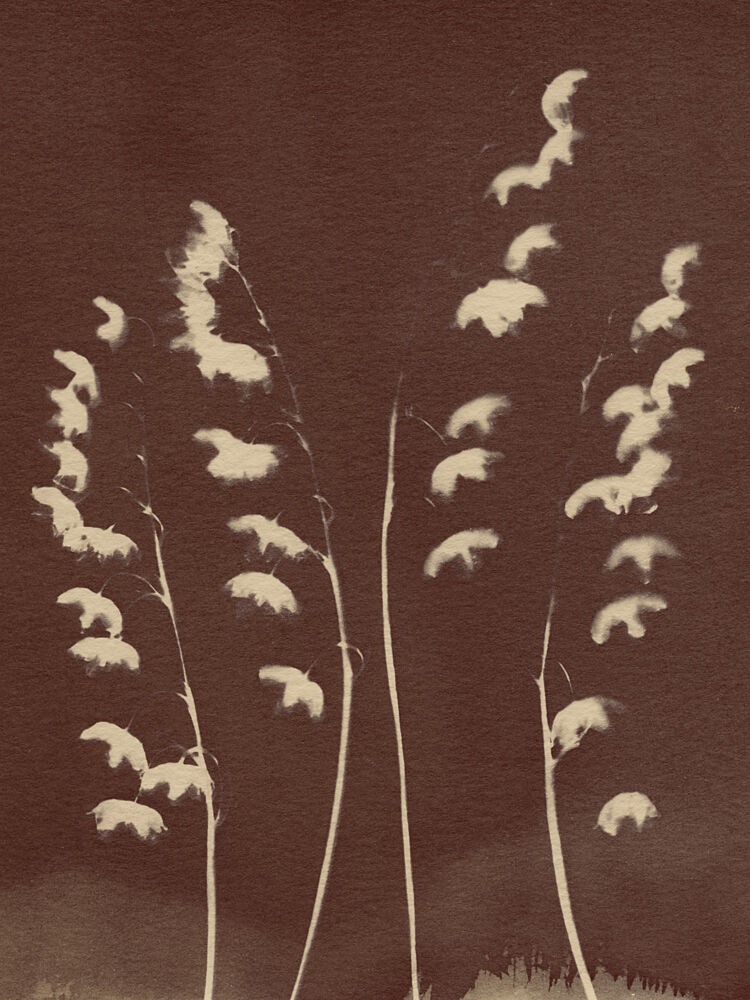 Delicate Sepia Grasses art print by Chickweeds Studio for $57.95 CAD