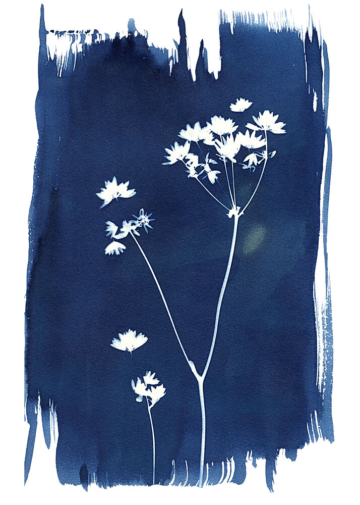 Indigo Wildflower Silhouettes art print by Chickweeds Studio for $57.95 CAD