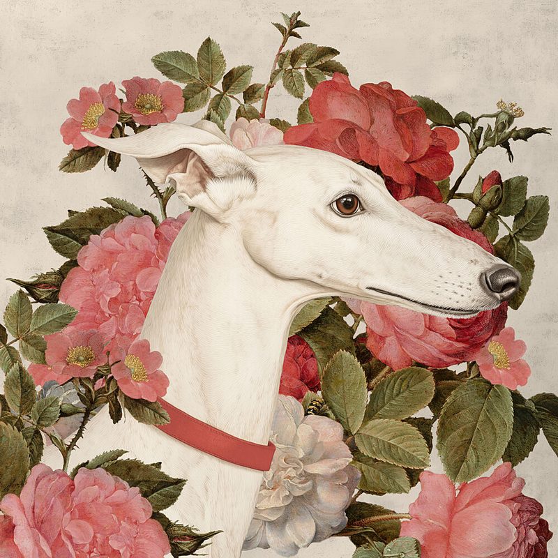 Elegant Greyhound and Roses art print by Marja van den Hurk for $57.95 CAD