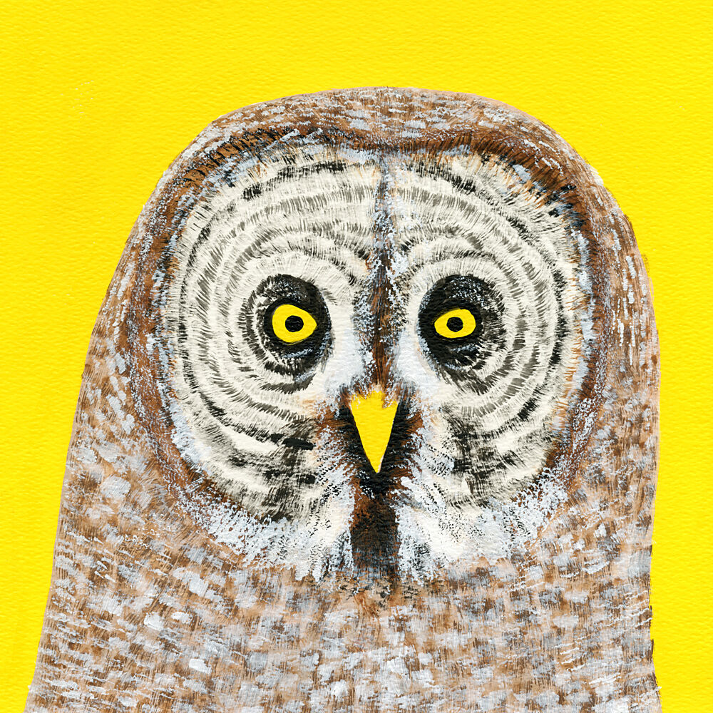 Great Grey Owl Stare art print by Martina Scott for $57.95 CAD