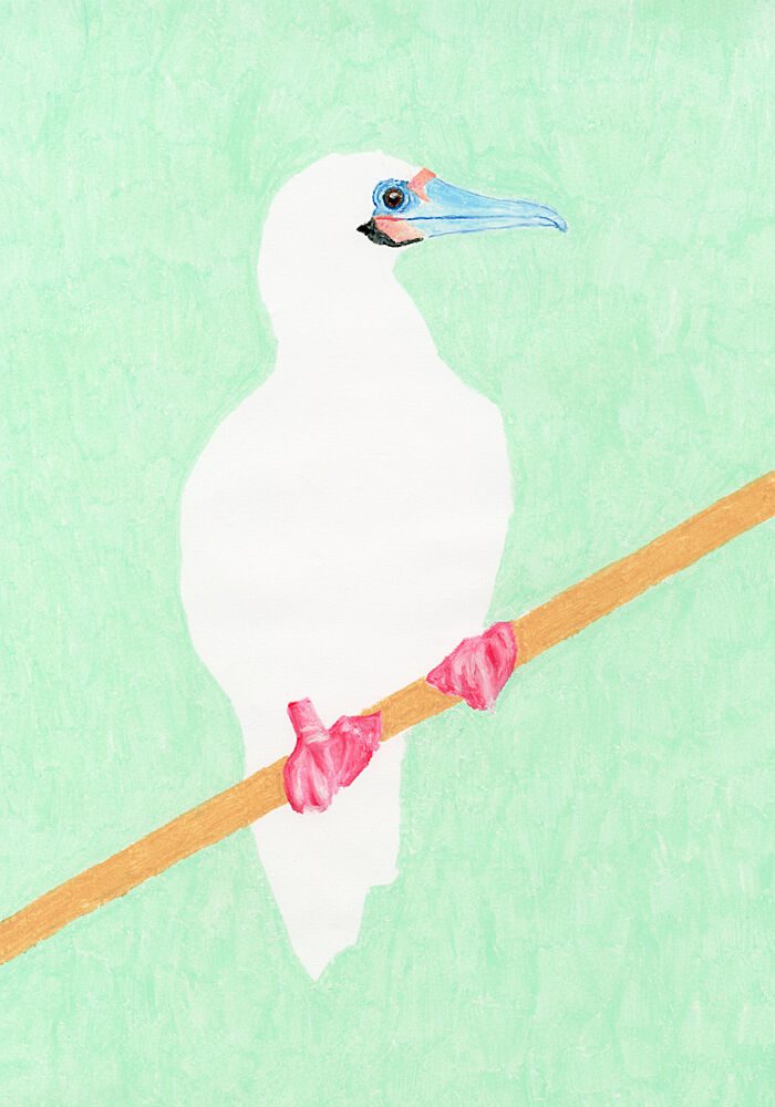 Pink Footed Booby art print by Martina Scott for $57.95 CAD
