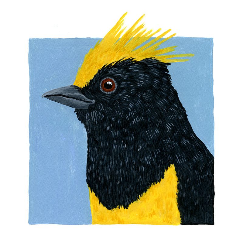 Vibrant Golden Crested Bird art print by Martina Scott for $57.95 CAD