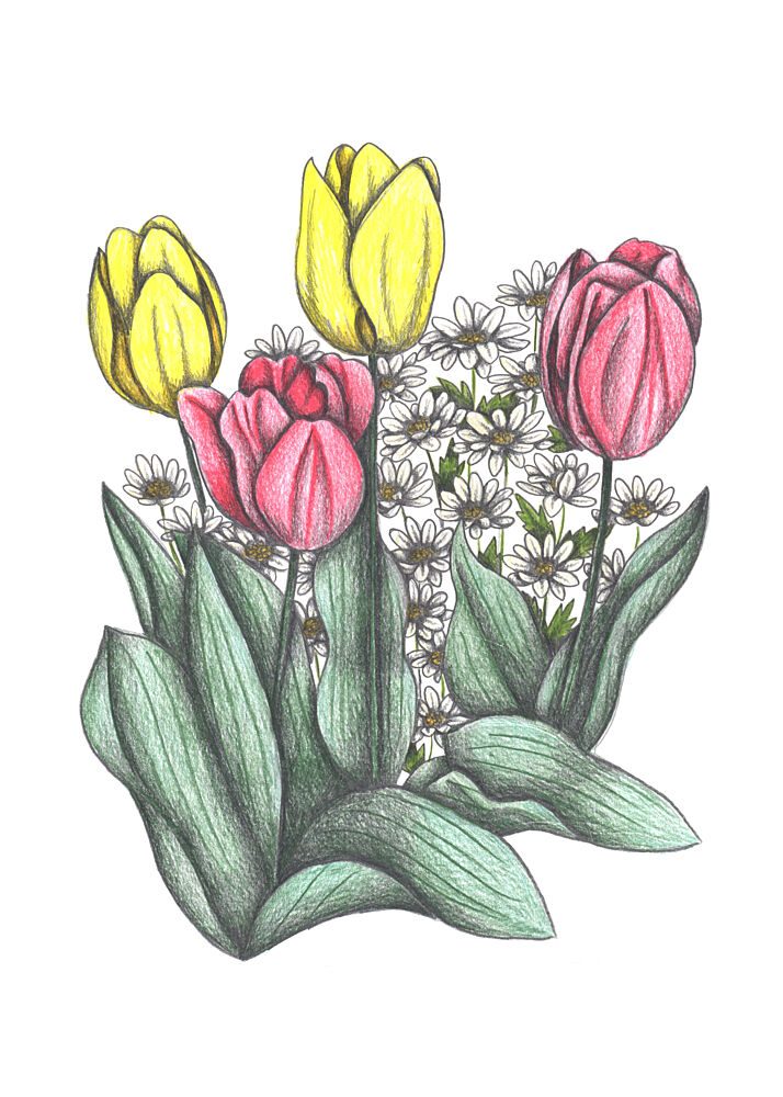 Spring Tulips and Daisies art print by Cecilia Battaini for $57.95 CAD
