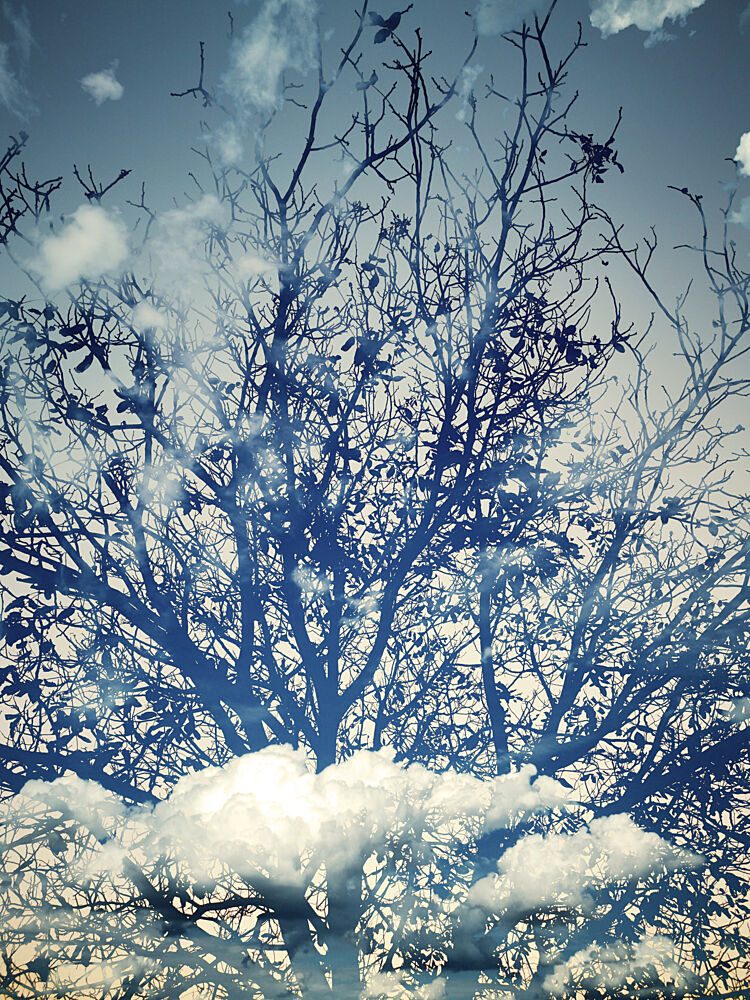 Dreamy Blue Sky Trees art print by Angelo Cerantola for $57.95 CAD