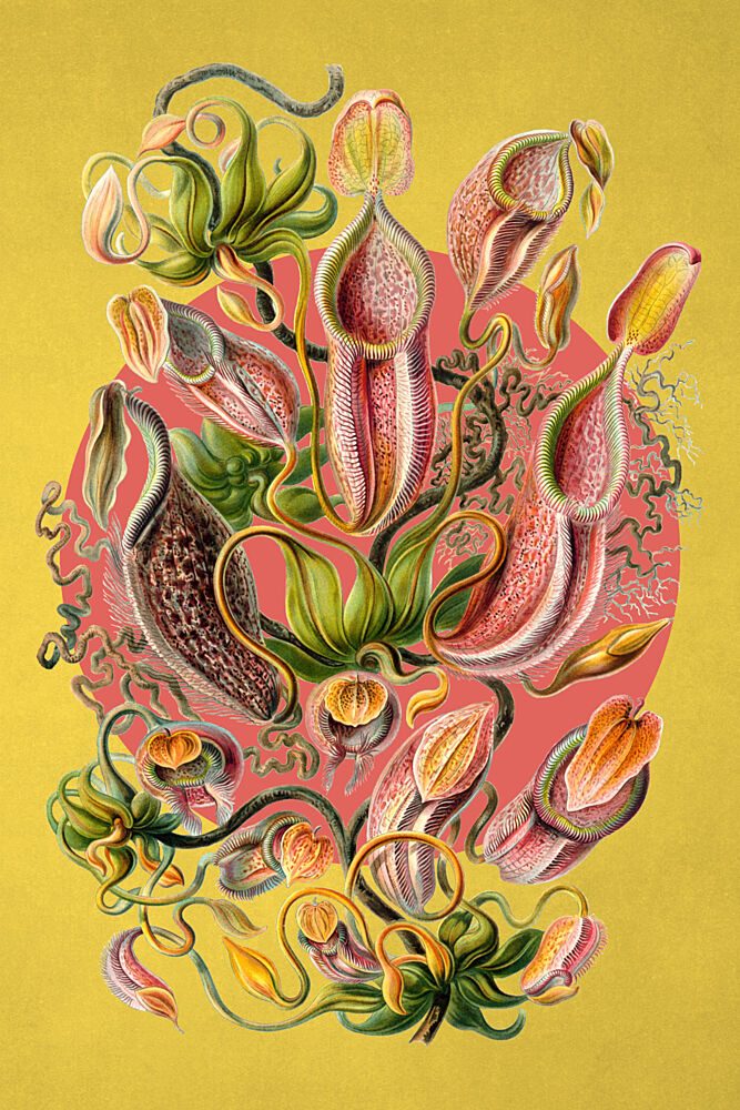 Exotic Pitcher Plants art print by Marja van den Hurk for $57.95 CAD