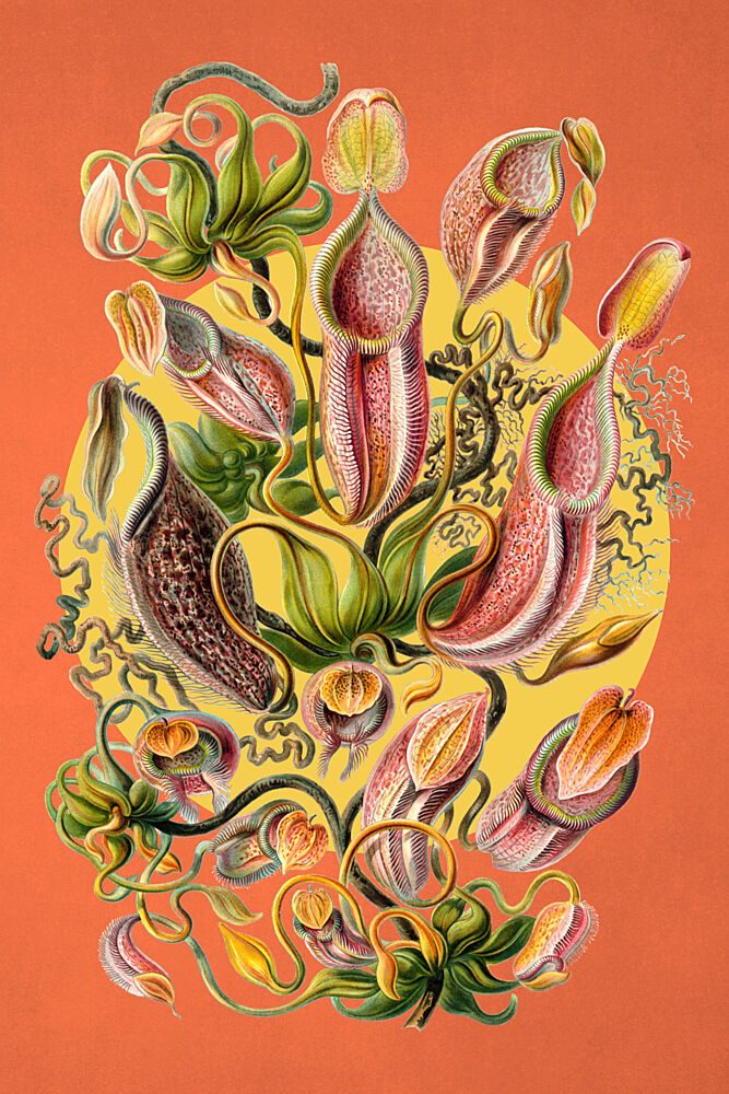 Vibrant Pitcher Plants art print by Marja van den Hurk for $57.95 CAD