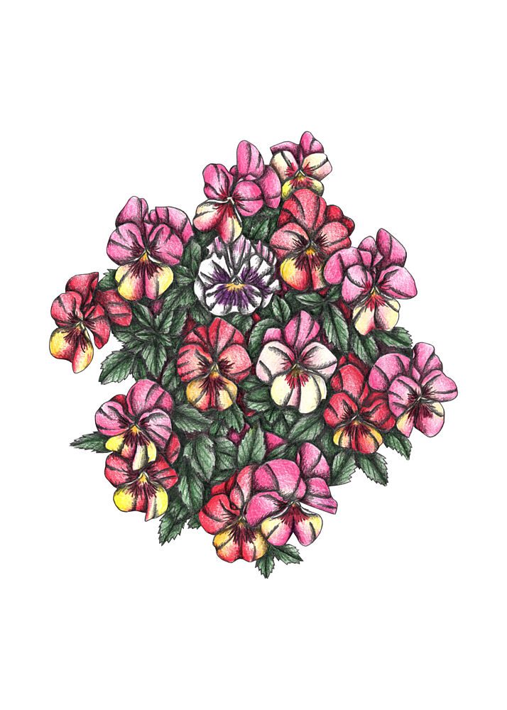 Vibrant Pansy Cluster art print by Cecilia Battaini for $57.95 CAD