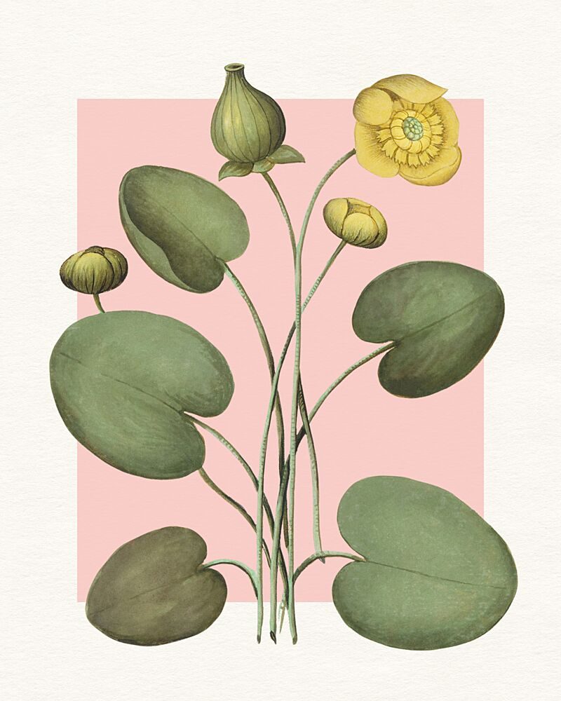 Yellow Water Lilies art print by Wild Violets for $57.95 CAD