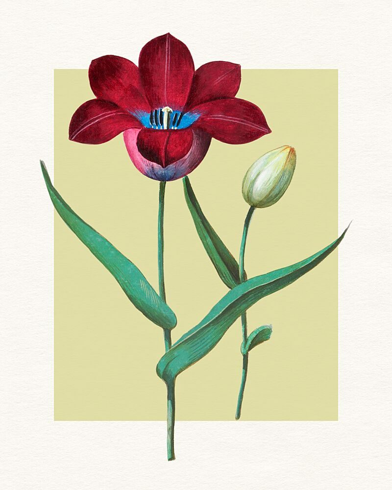 Red Tulip Blue Heart art print by Wild Violets for $57.95 CAD