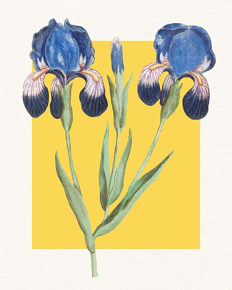 Blue Iris Botanical art print by Wild Violets for $57.95 CAD