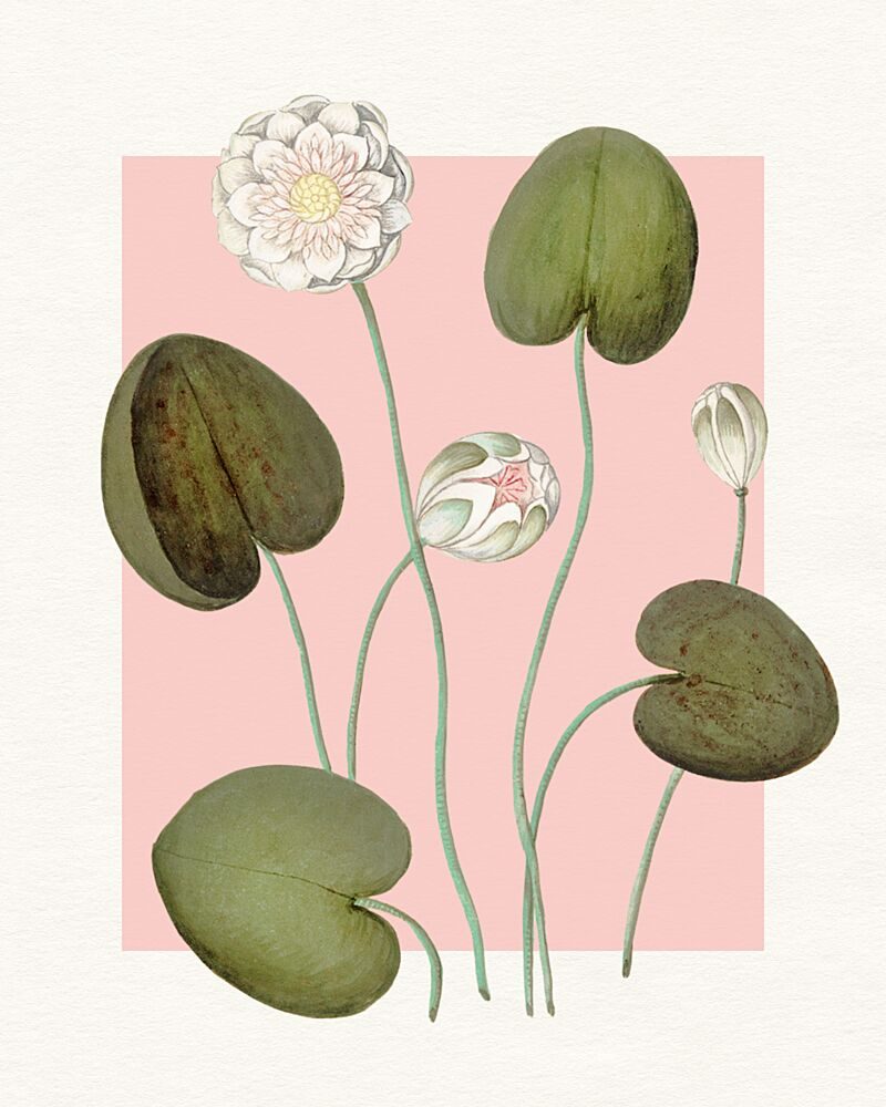 Pink Water Lilies art print by Wild Violets for $57.95 CAD
