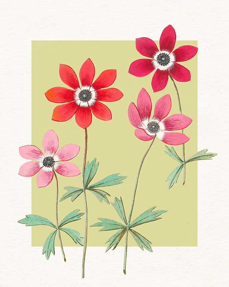 Vibrant Anemone Blooms art print by Wild Violets for $57.95 CAD