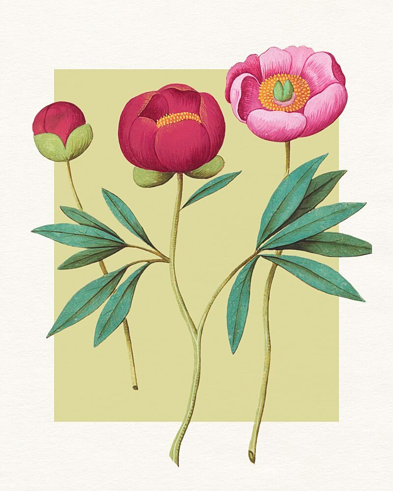 Botanical Peony Blooms art print by Wild Violets for $57.95 CAD