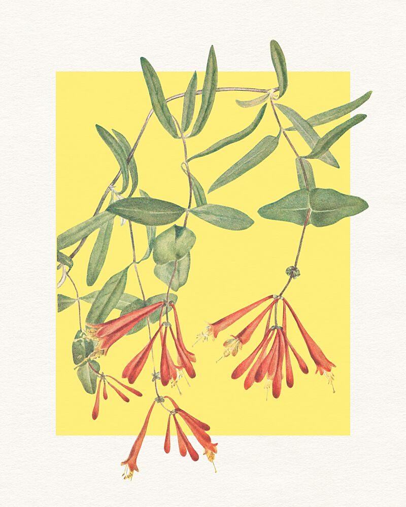 Orange Honeysuckle Bloom art print by Wild Violets for $57.95 CAD
