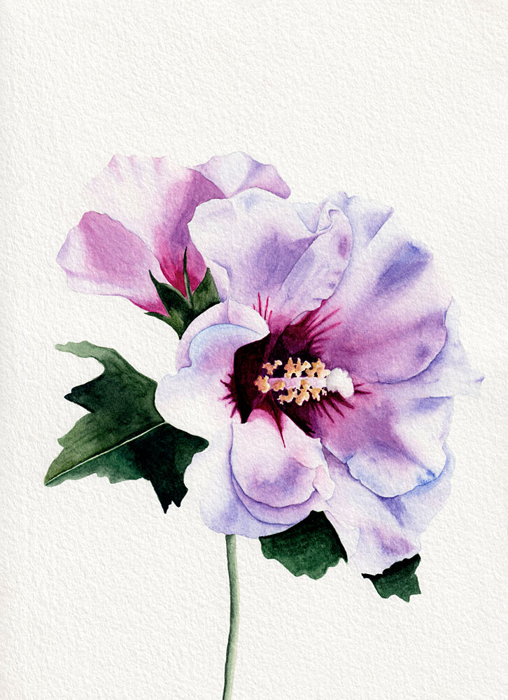 Purple Hibiscus Blooms art print by Salome for $57.95 CAD