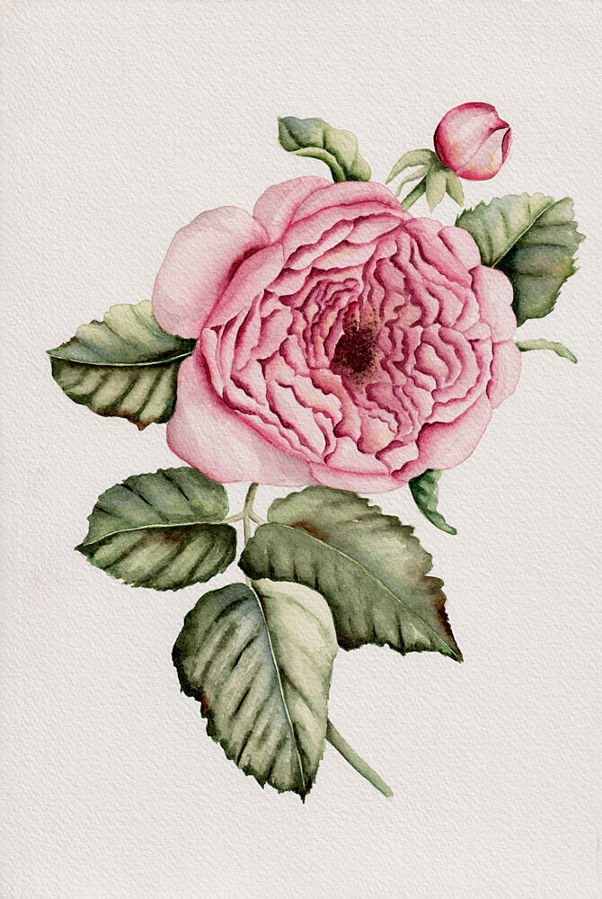 Botanical Pink Rose art print by Salome for $57.95 CAD