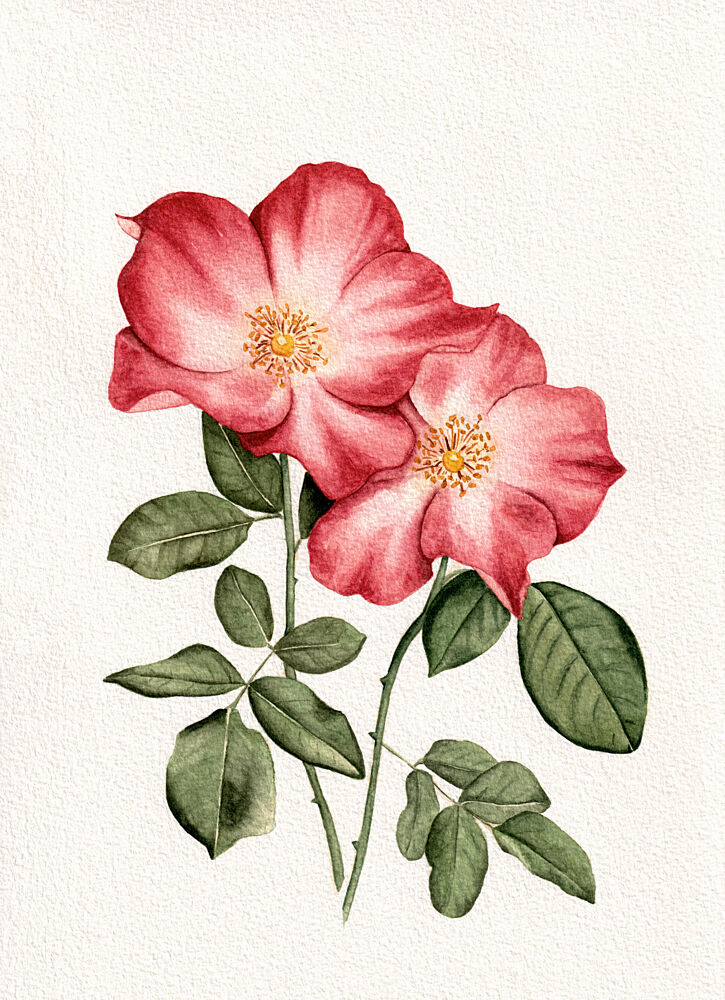 Botanical Pink Roses art print by Salome for $57.95 CAD