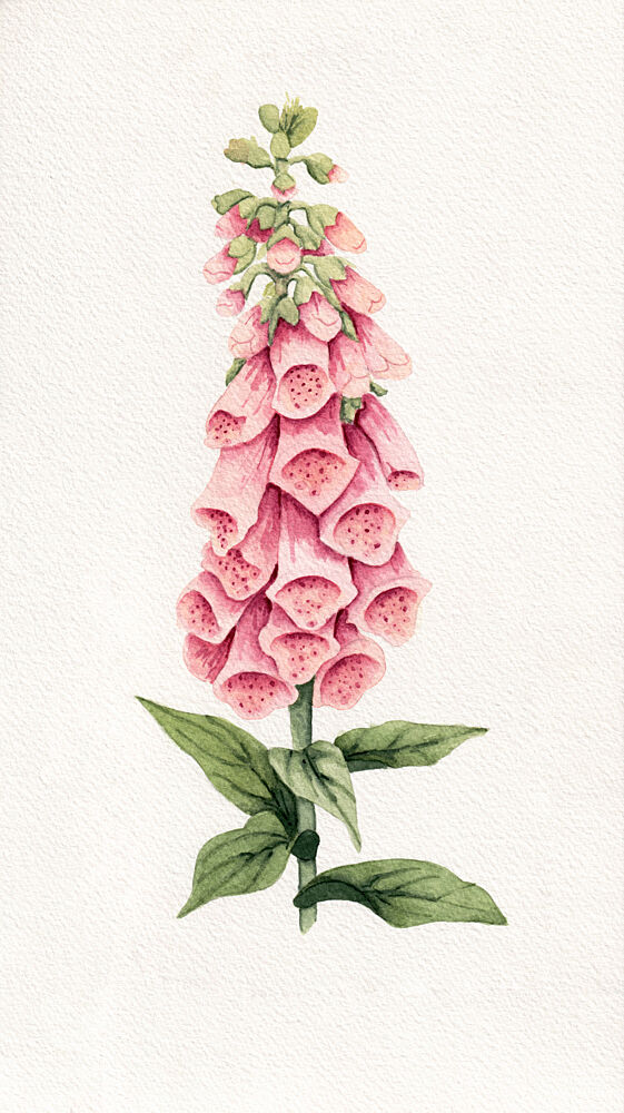 Delicate Pink Foxglove art print by Salome for $57.95 CAD