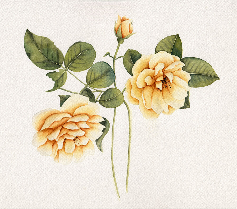 Soft Yellow Roses art print by Salome for $57.95 CAD