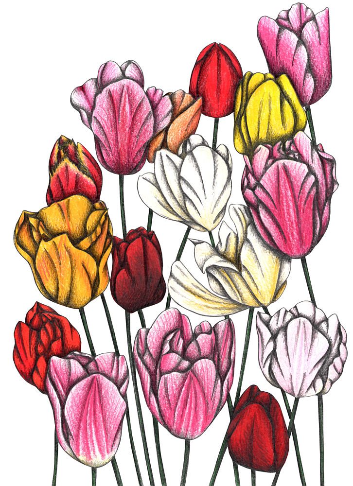 Vibrant Tulip Garden art print by Cecilia Battaini for $57.95 CAD