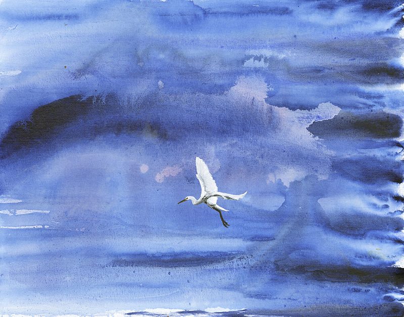 White Egret Blue Sky art print by RodMacIver for $57.95 CAD