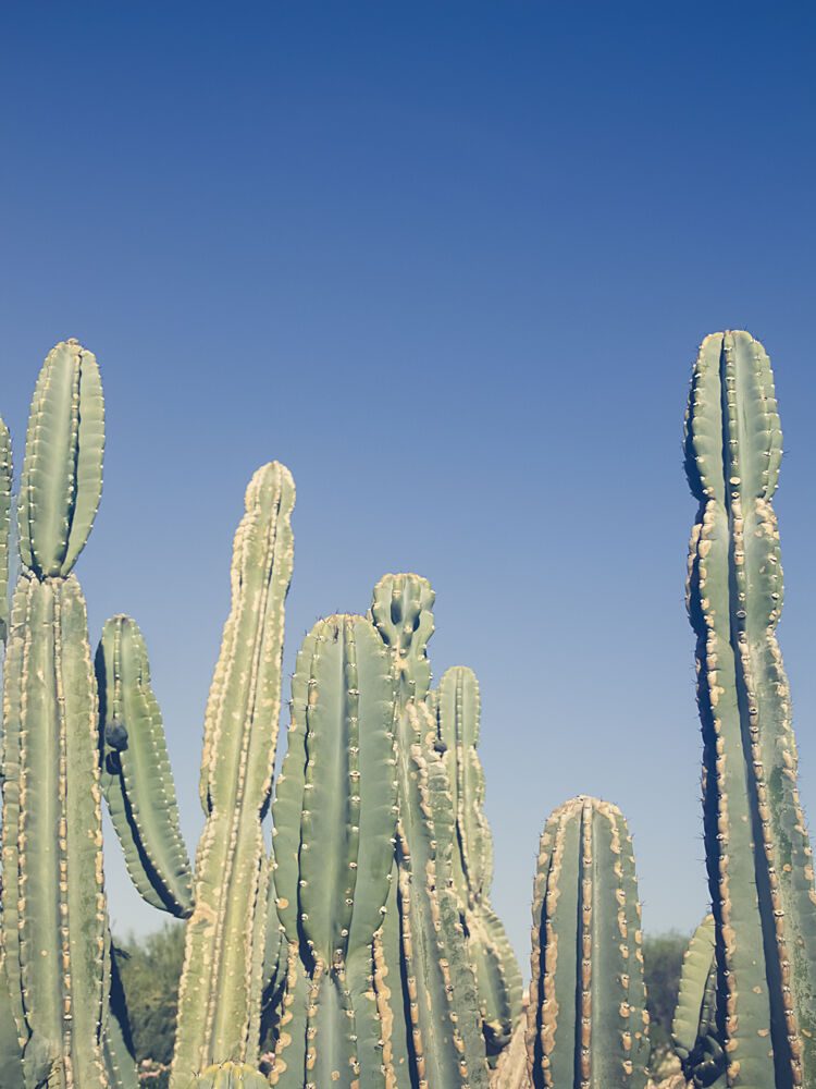 Desert Cacti Blue Sky art print by Stephanie Klatt for $57.95 CAD