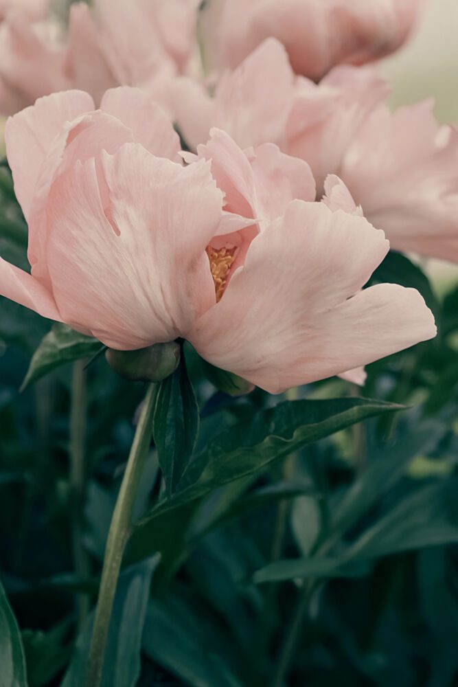 Soft Pink Peonies art print by Stephanie Klatt for $57.95 CAD