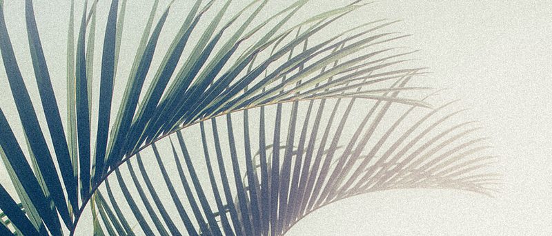 Tropical Palm Shadow art print by Stephanie Klatt for $57.95 CAD