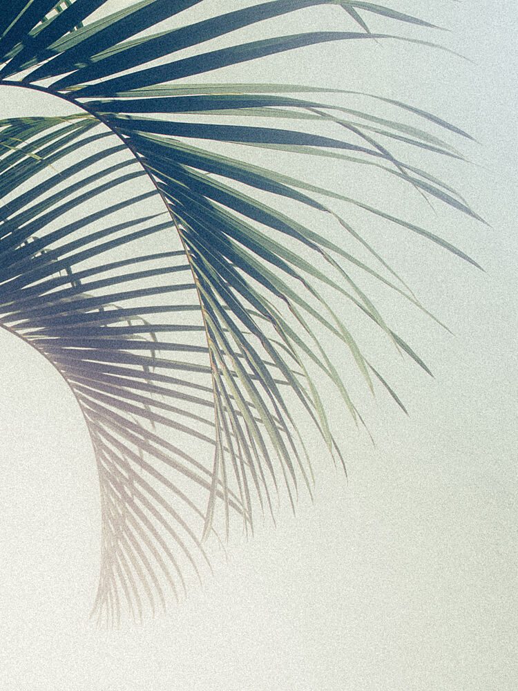 Tropical Palm Shadow art print by Stephanie Klatt for $57.95 CAD