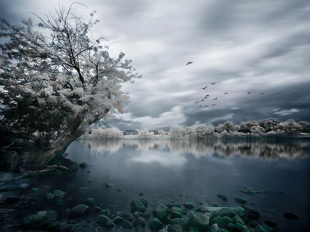 Migration art print by David Senechal Photographie for $57.95 CAD
