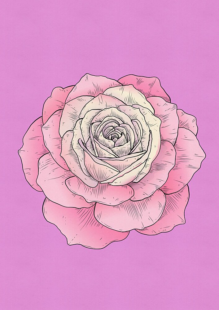 Blushing Rose Flower art print by Nicholas for $57.95 CAD