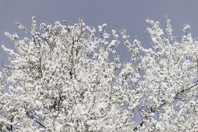 White Spring Blossoms art print by Mareike Bohmer for $57.95 CAD