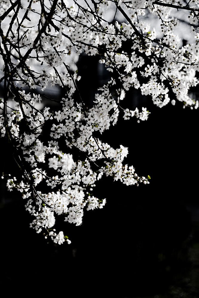 White Spring Blossoms art print by Mareike Bohmer for $57.95 CAD