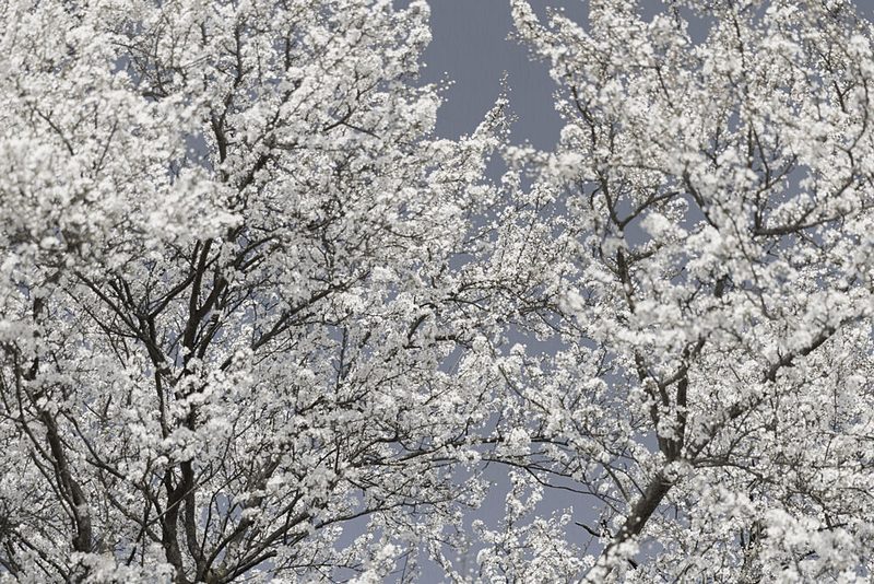 Ethereal White Bloom art print by Mareike Bohmer for $57.95 CAD