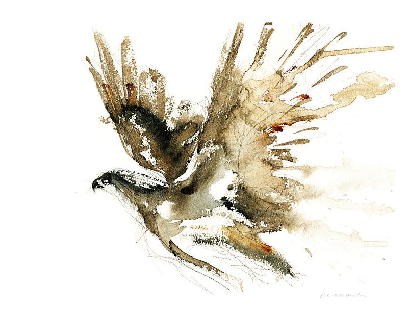 Flying Hawk Watercolor art print by RodMacIver for $57.95 CAD