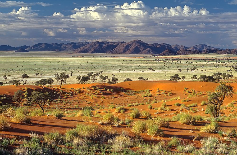 Tok Tokkie Desert art print by Marc Pelissier for $57.95 CAD