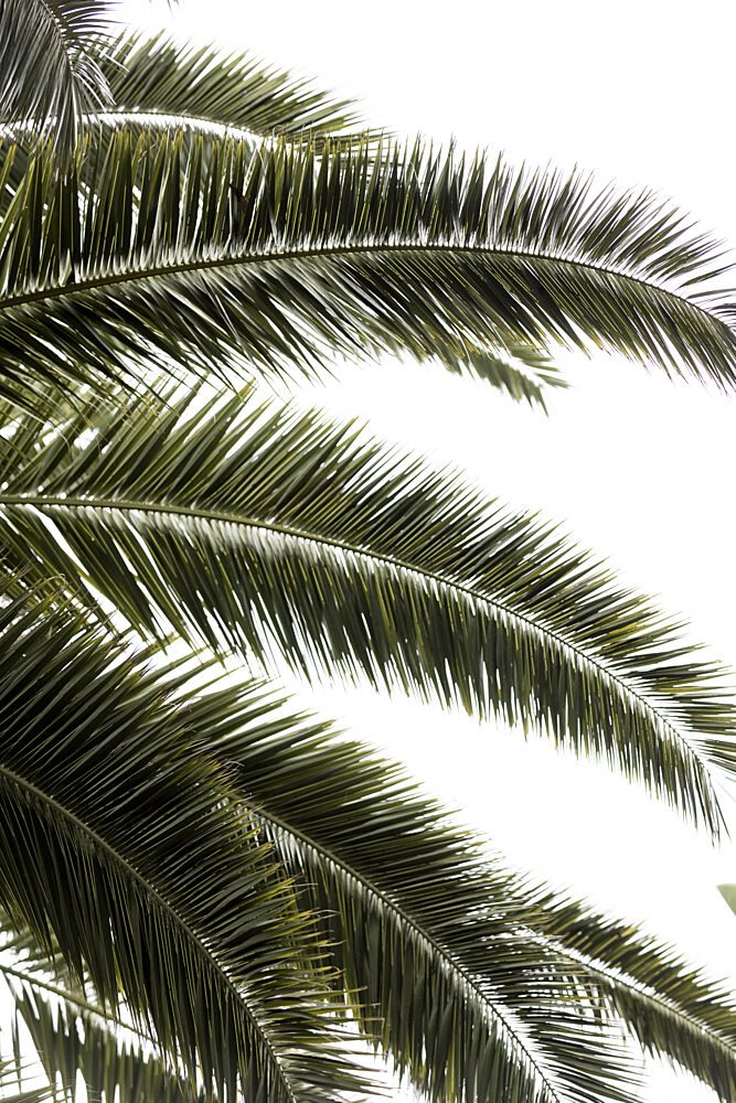 Tropical Green Palms art print by Mareike Bohmer for $57.95 CAD
