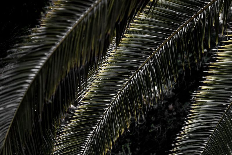 Lush Palm Fronds art print by Mareike Bohmer for $57.95 CAD