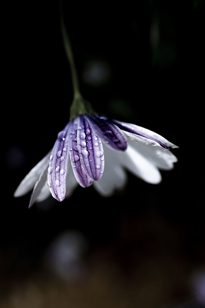 Purple Daisy Rain Drops art print by Mareike Bohmer for $57.95 CAD